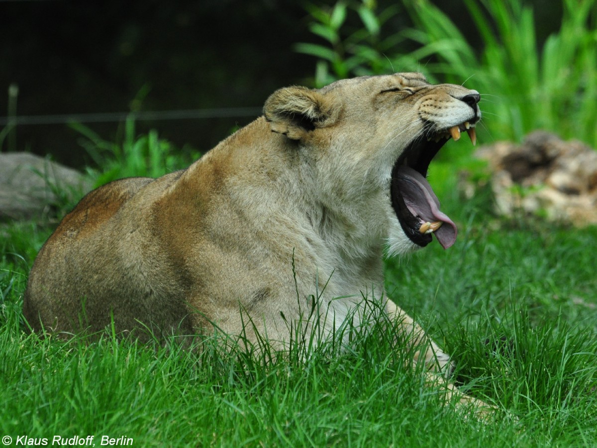 Berberlwe (Panthera leo leo). Weibchen im Zoo und Botanischen Garten Pilsen (Plzen, Juni 2015).