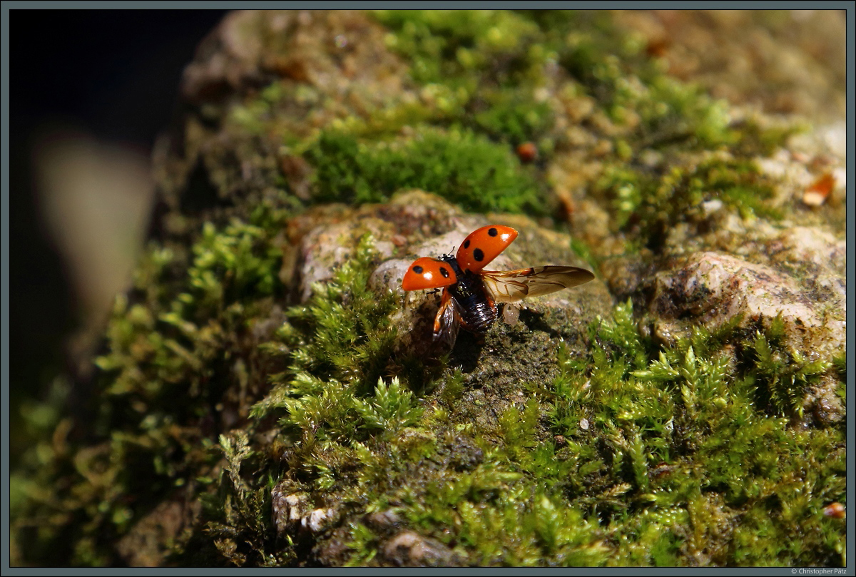 Bereit zum Abflug! Marienkfer beim Start. (Bornholm, 25.04.2019)