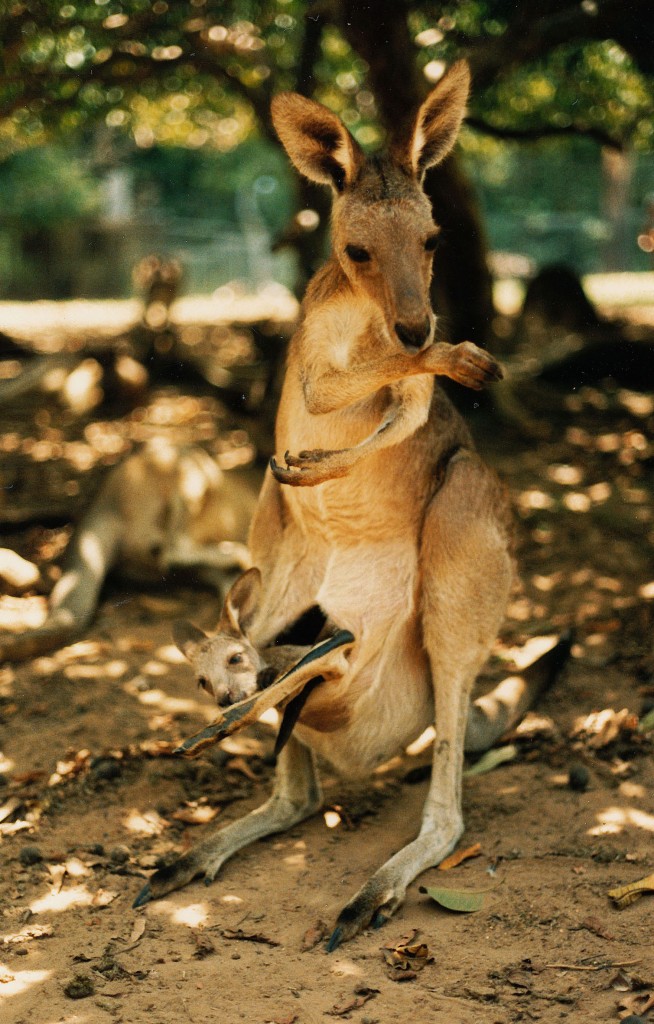 Bergknguru in New South Wales. Aufnahme: Dezember 1986.