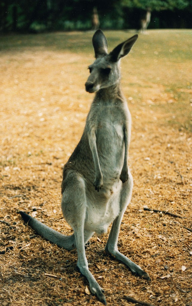Bergknguru in New South Wales. Aufnahme: Dezember 1986.