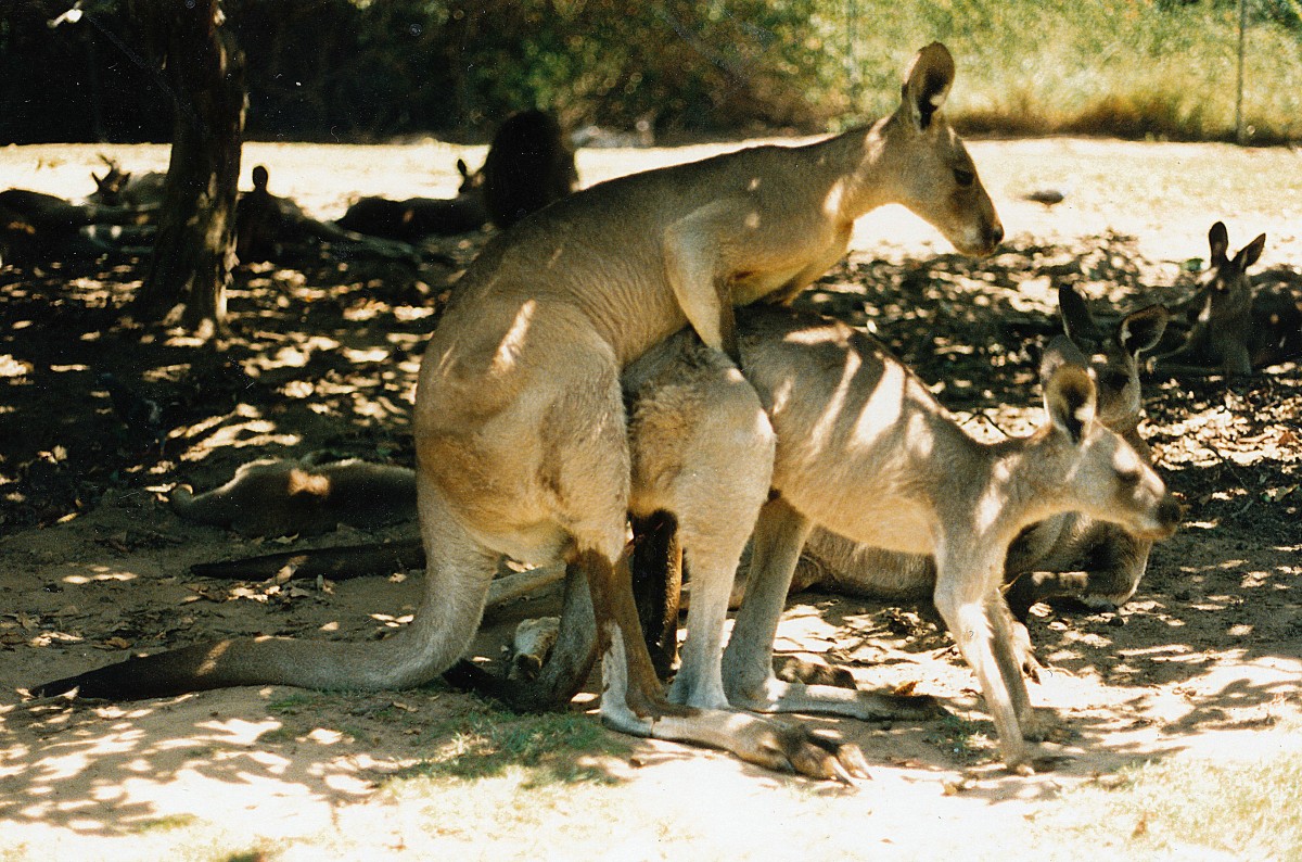 Bergkngurus in New South Wales. Aufnahme: Dezember 1986.