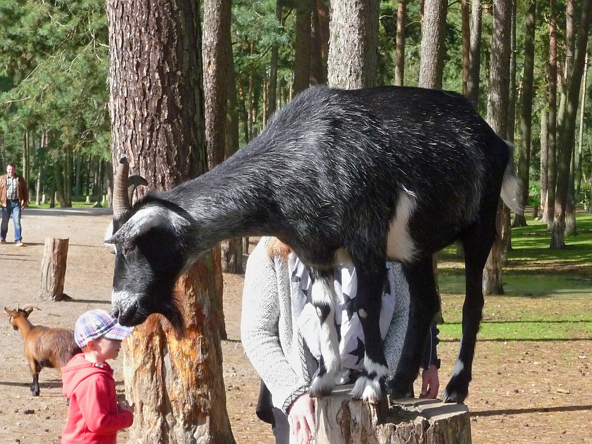  Bergziege  oder  Zwergziege  im Serengetipark, 9.9.15 