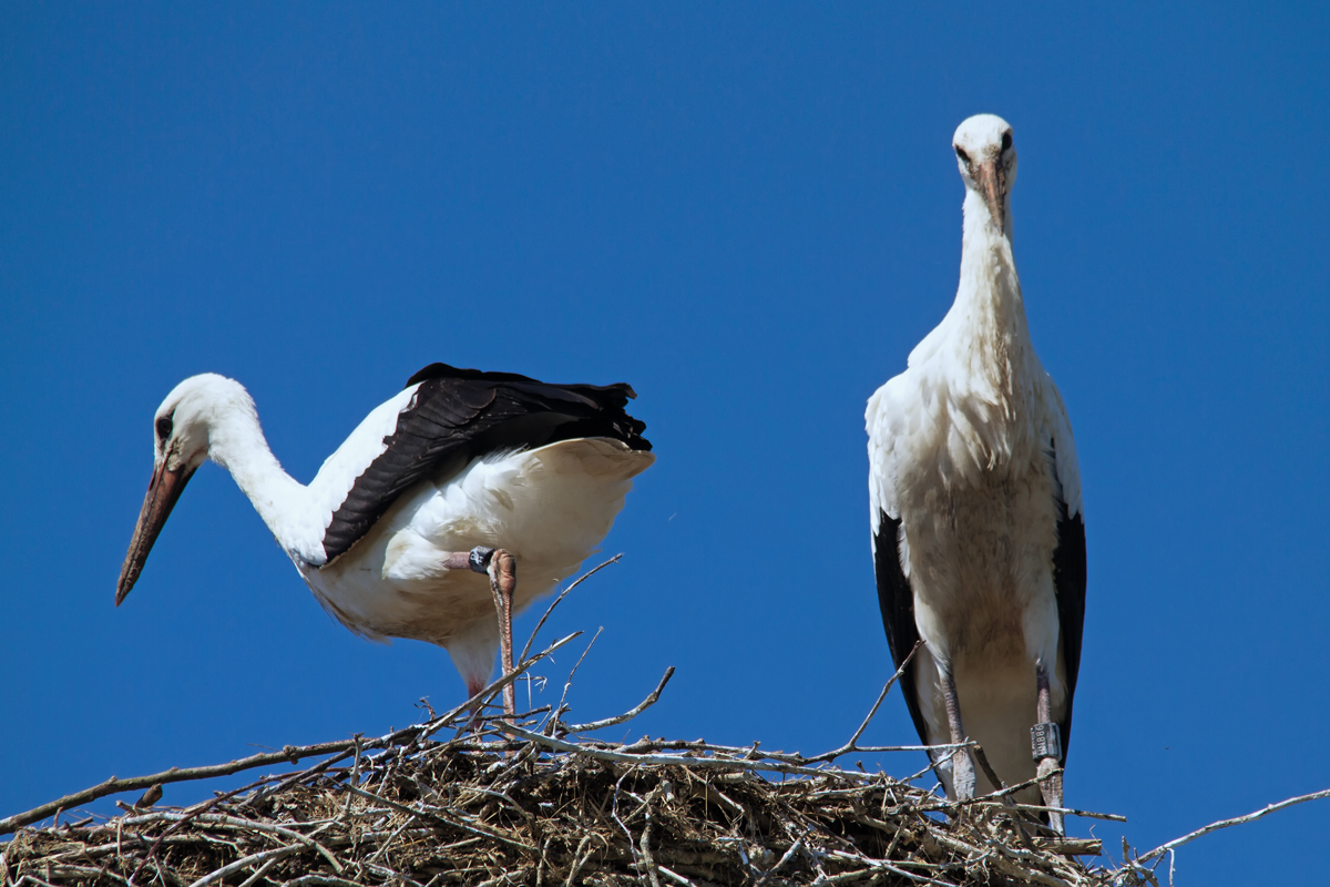 Beringte Jungstrche im Nest. - 03.08.2015