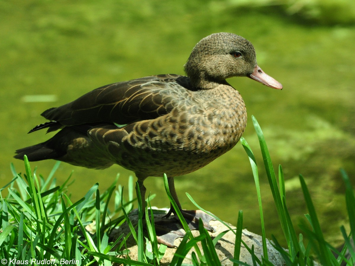 Bernier-Ente (Anas bernieri) im Zoo Berlin (Juli 2015).