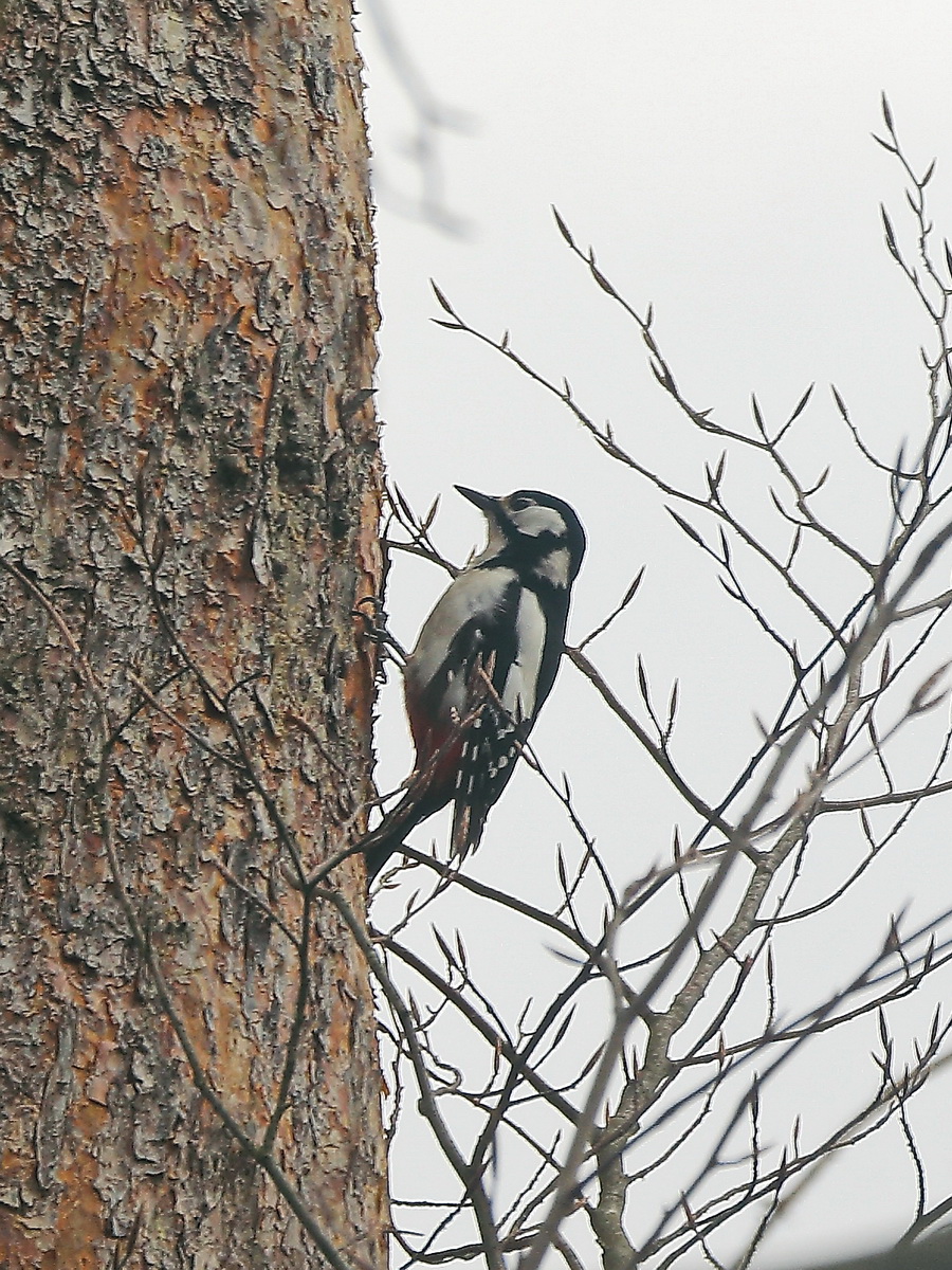 Besuch an einer Rotkiefer am Schmetterlingsplatz nahe dem Schildhornweg am S Bahnhof Berlin Grunewald am 03. April 2021.