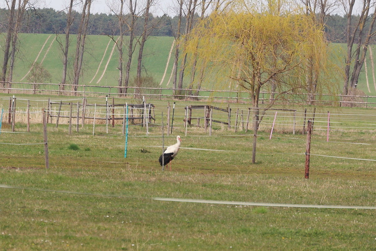 Besuch auf einer der Koppeln der Reitpferde im Reitgut Mhlendorf Saalow am 13. April 2022.