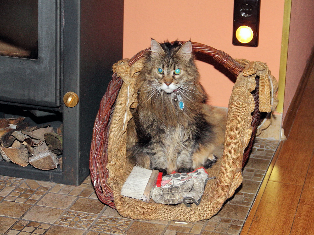 Besuch zu Silvester, und da sich diese Maine Coon - Abigail von der Spree - auch nach 3 Tagen scheinbar immer noch nicht auskennt nimmt sie nun den Holzkorb als Ruheplatz. gesehen am 03. Januar 2014 in Berlin Rudow.