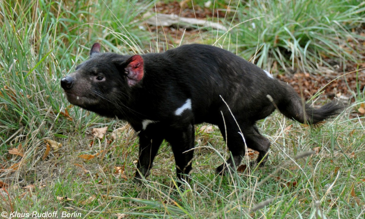 Beutelteufel (Sarcophilus harrisii) im Zoo Kopenhagen (2009). 