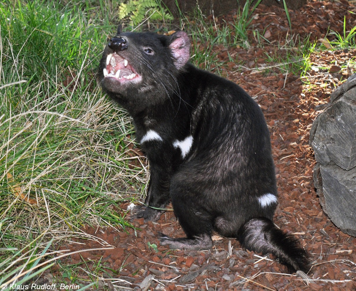 Beutelteufel (Sarcophilus harrisii) im Zoo Kopenhagen (2009). 