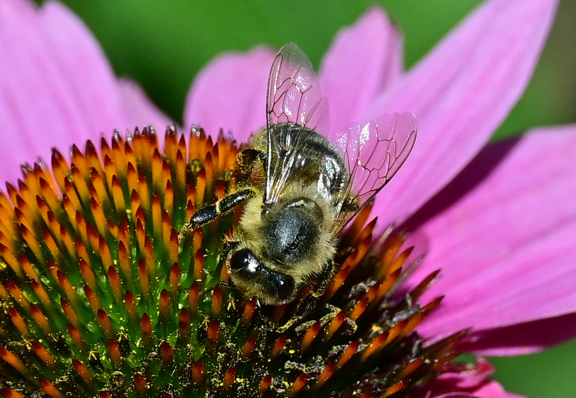 Biene auf Blüte im Garten - 30.07.2020