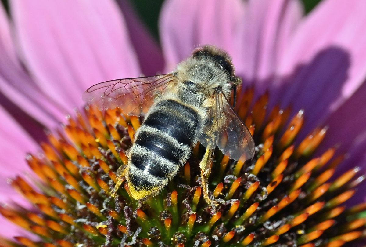 Biene auf einer Blüte im Garten - 06.08.2020 - Tier-fotos.eu
