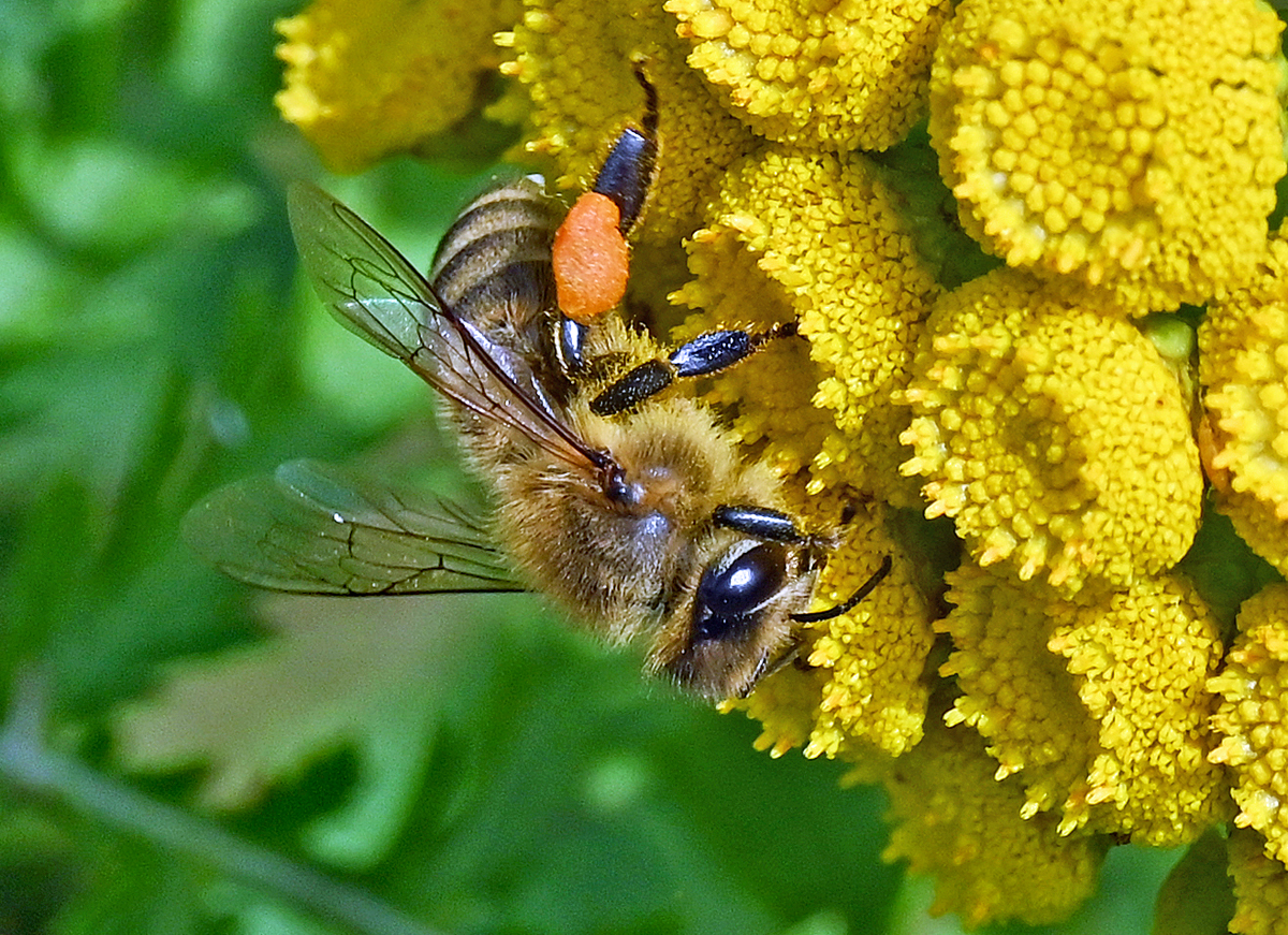 Biene beim Nektar sammeln am Rheinufer in Bonn-Mehlem - 22.07.2023