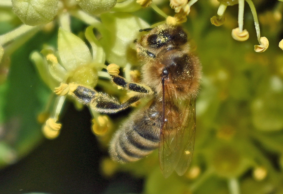 Biene beim nektarsammeln im Garten - 17.10.2022