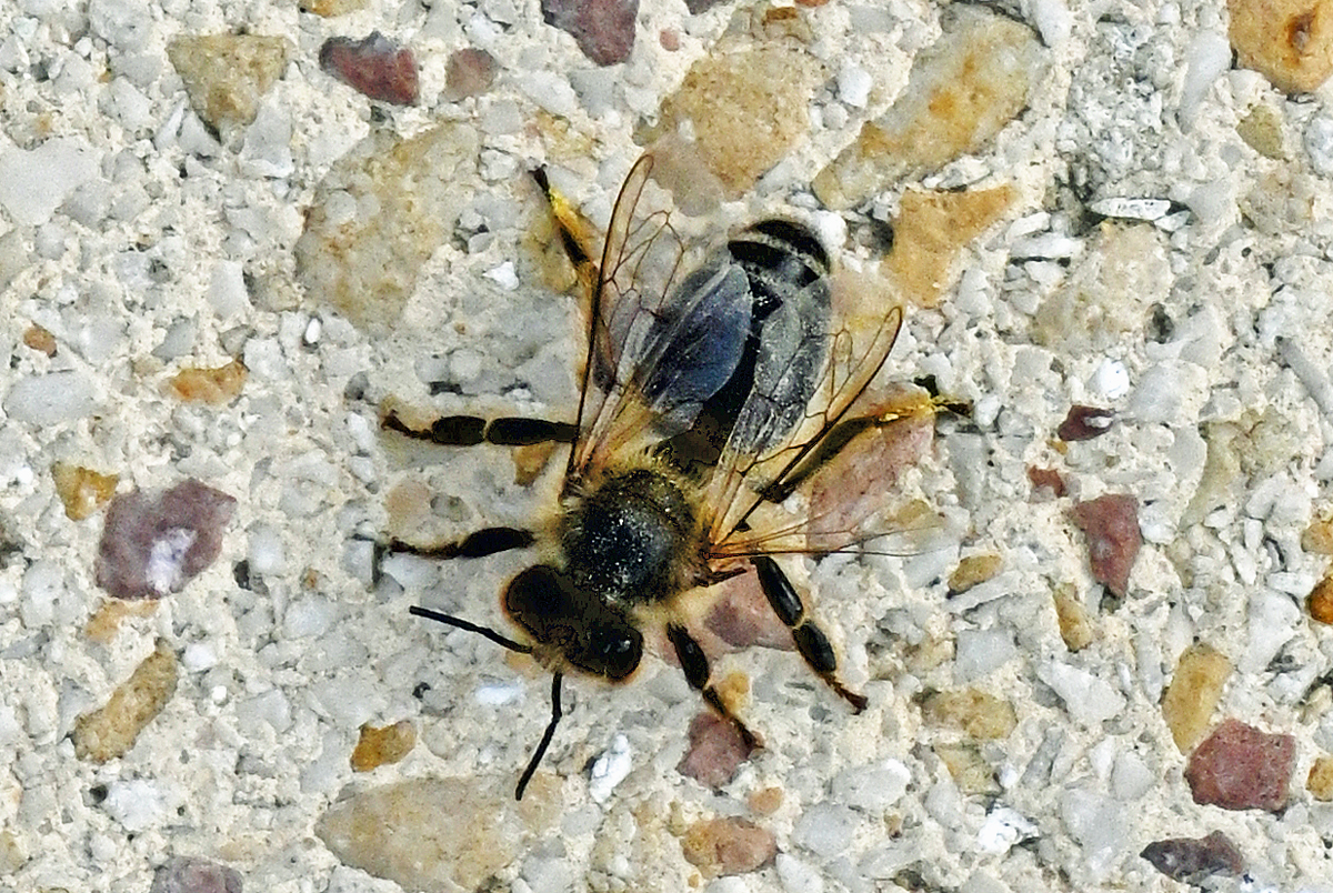 Biene unterwegs auf dem Terrassenpflaster - 04.10.2023
