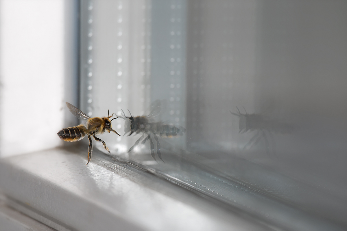Biene vor Fensterscheibe. - 08.07.2014