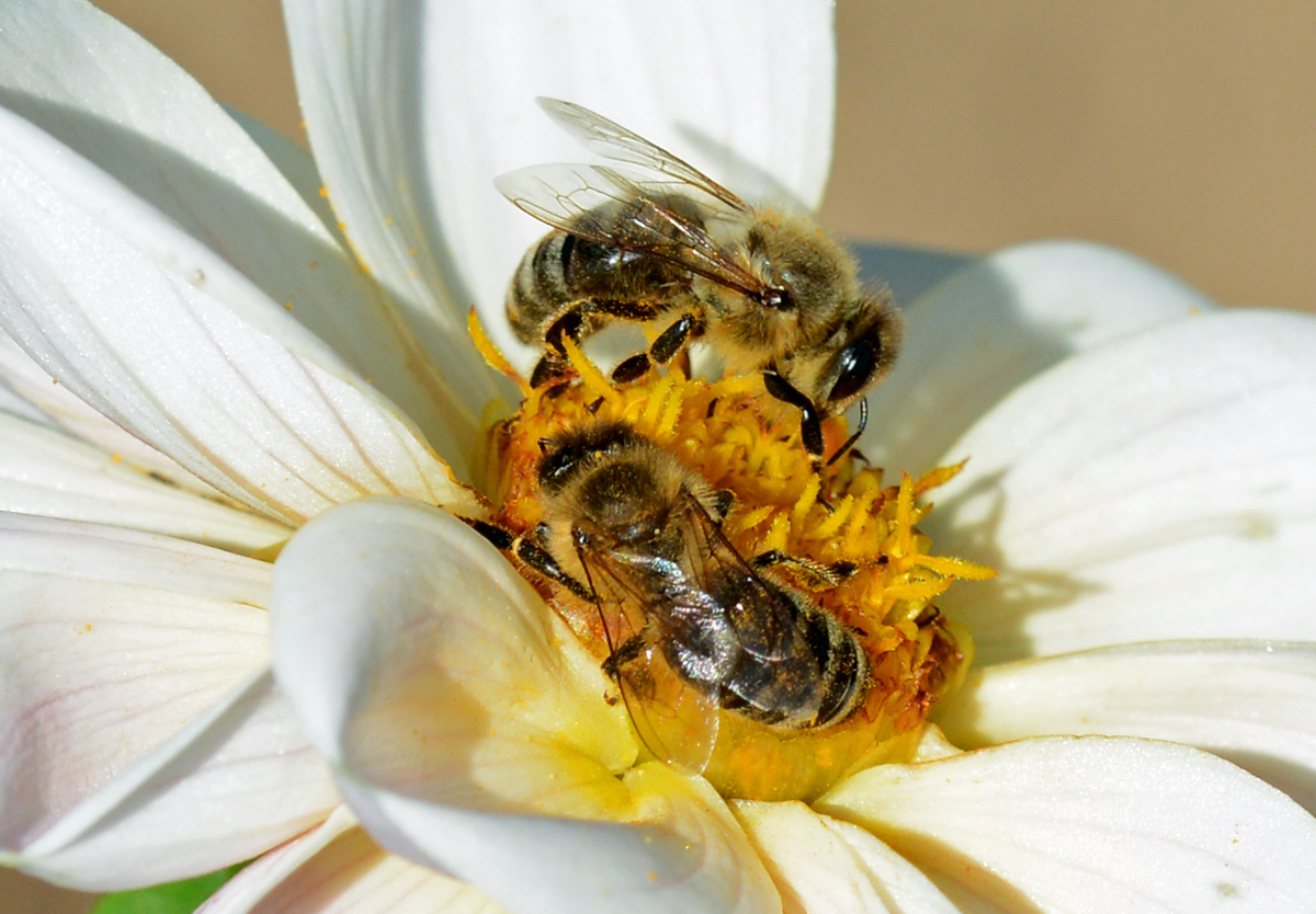 Bienen im Doppelpack auf einer Blte - 16.08.2016