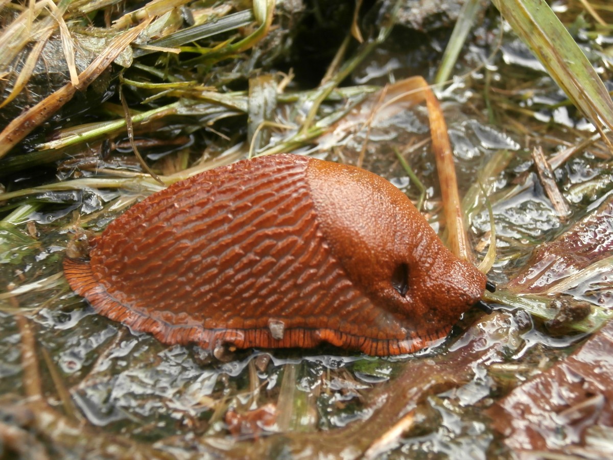 Big Mama is here. Eine groe Nacktschnecke im sehr nassen Grnzeug in Essen Eiberg.

Essen 21.09.2014