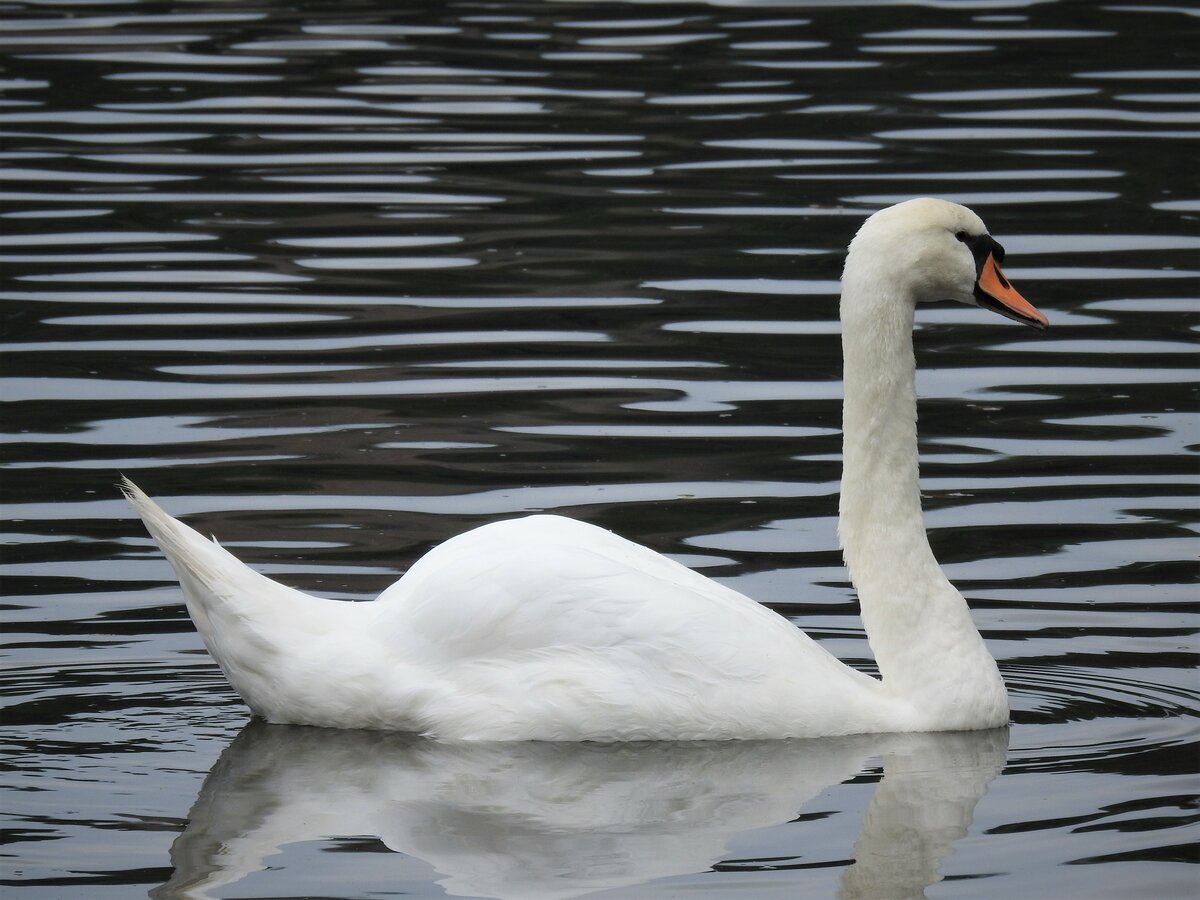 BILDSCHN UND ELEGANT: SCHWAN AUF DER LAHN IN WETZLAR
Kein  Wunder,dass Camille Saint-Saens ihm im  Karneval der Tiere  das schnste Stck gewidmet hat...In WETZLAR,LAHN,22.8.21