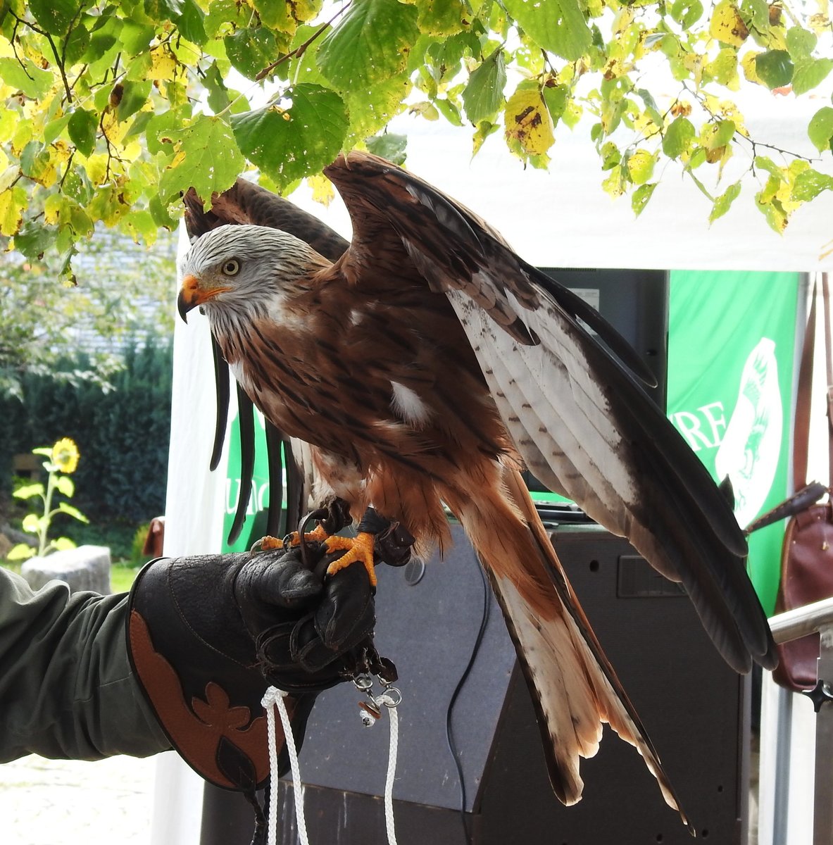 BILDSCHNES ROTMILAN-WEIBCHEN
Gesehen am 24.9.2017 auf dem  Bauern-und komarkt  in NEUNKIRCHEN/SIEGERLAND auf der Hand des
Falkners-60% des Weltbestandes(12.000 Brutpaare) brten allein in Deutschland....
