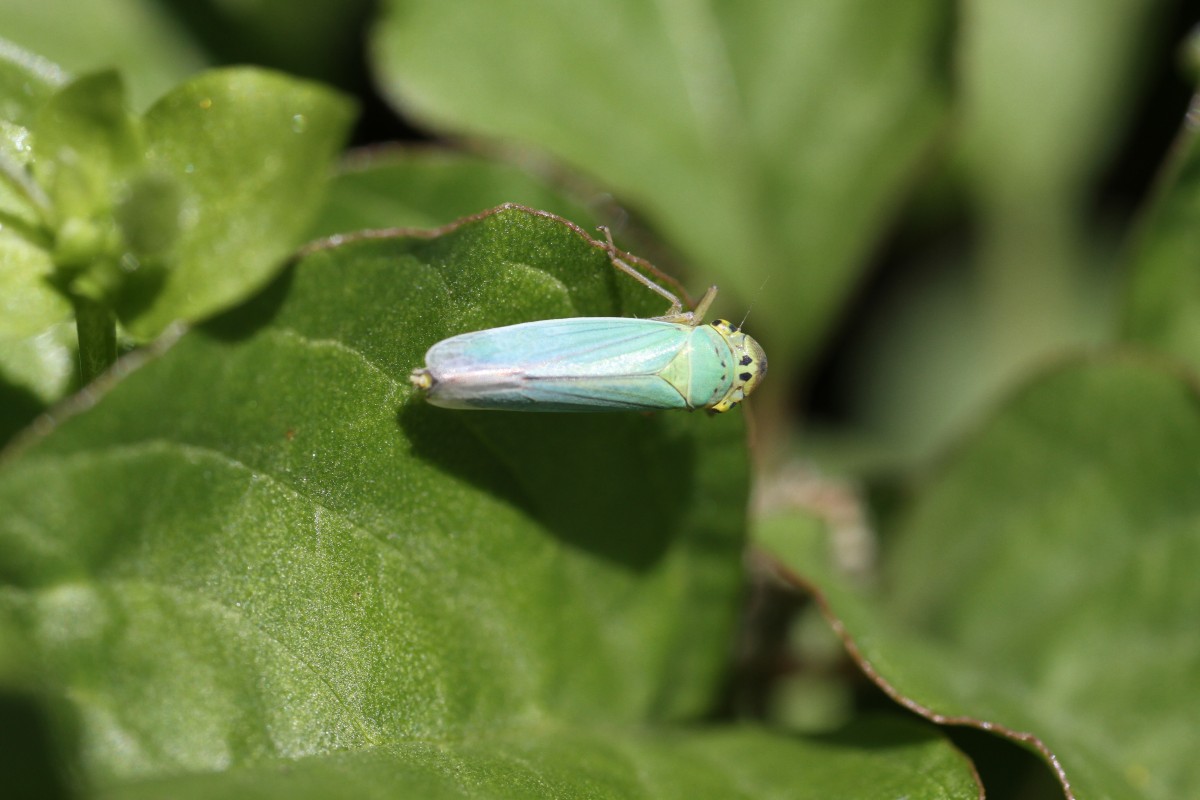 Binsenschmuckzikade oder Grne Zwergzikade (Cicadella viridis) am 8.7.2010 in Alpirsbach.