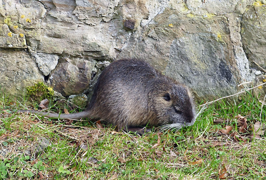 Bisamratte an der Erft in Bad Mnstereifel - 04.03.2017