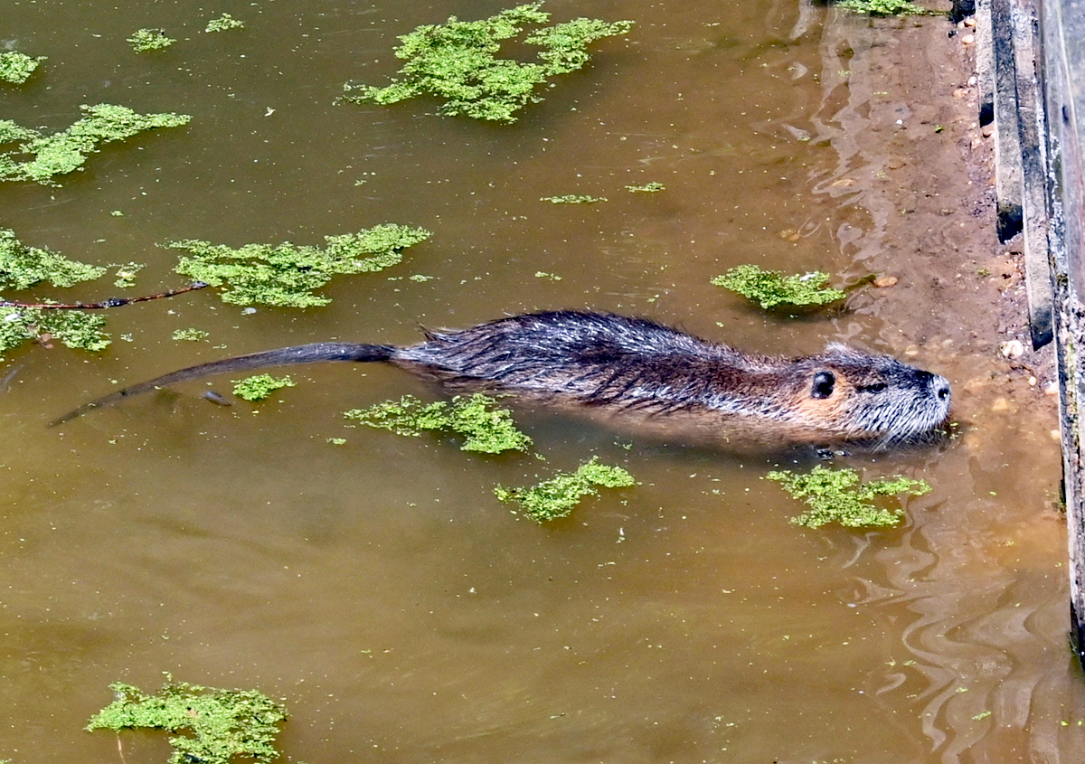 Bisamratte bei seinem Uferbau an einem Bach im Schlopark Gracht - Erftstadt-Liblar 30.05.2021