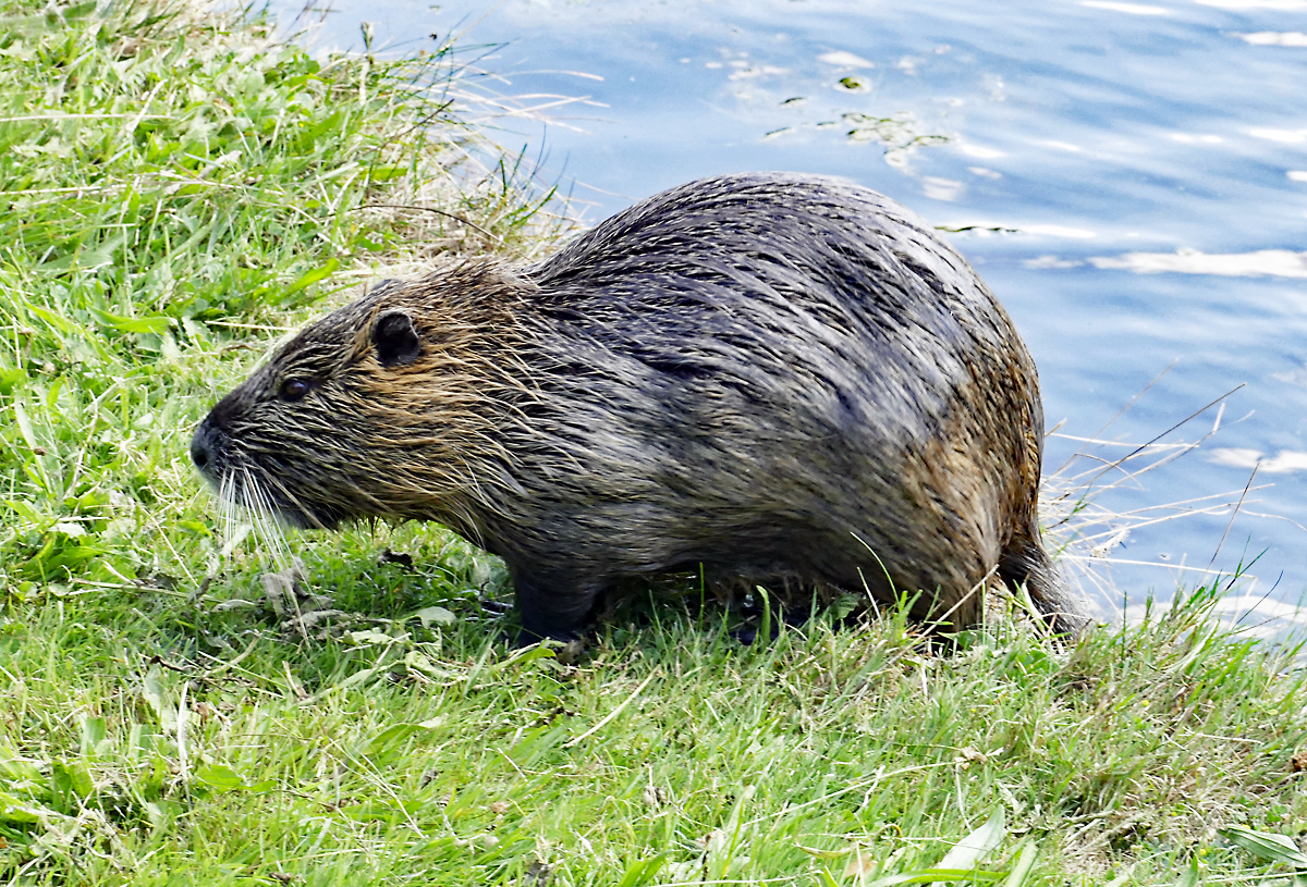 Bisamratte beim  Landgang  in der Rheinaue Bonn - 01.09.2018