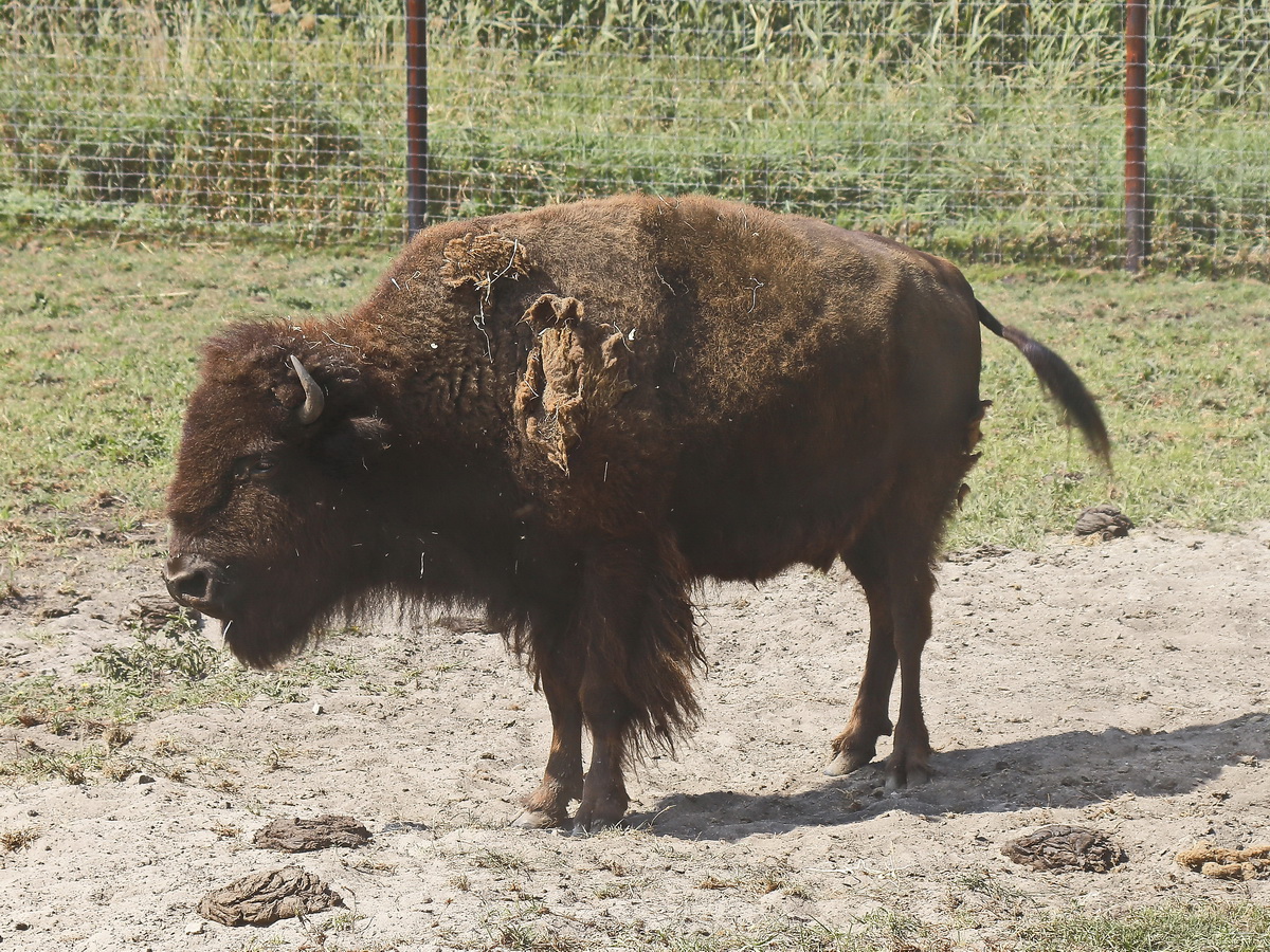 Bisons beim Felwechsel in der Elch und Rentierfarm in Kleptow am 17. August 2018.