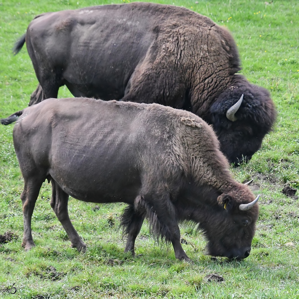 Bisons beim Grasen. (Wildpark Rosegg, August 2019)