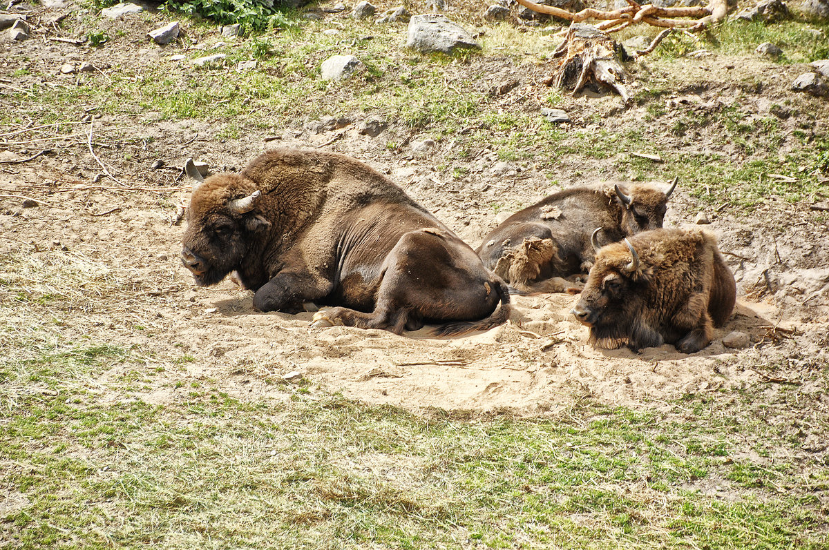 Bisons (Bos bonasus) im Kolmrden Tierpark in Stergtland in Schweden. Aufnahme: 21. Juli 2017.