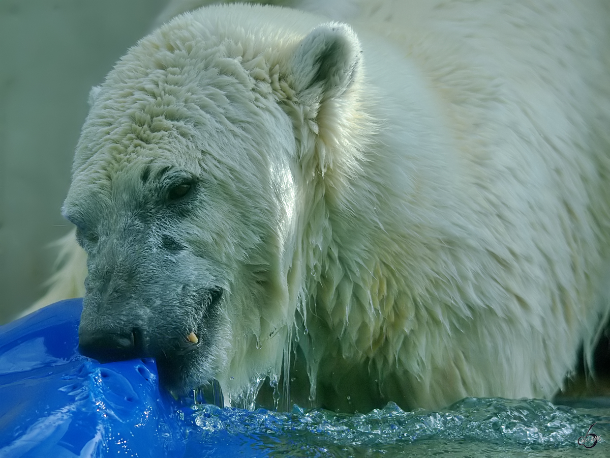 Bissfest muss es sein, denkt sich wohl dieser Eisbr. (Zoo Wuppertal, Januar 2009)