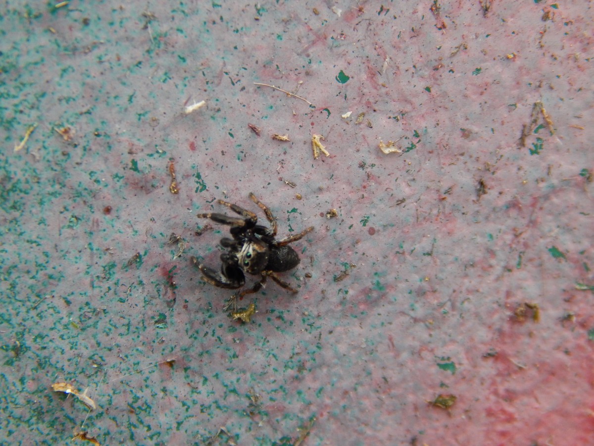 Bitte einmal in die Linse schauen. Diese kleine Springspinne schaute mit schimmernden Augen in die Linse als sie den Fotografen bemerkte und strte sich nicht daran fotografiert zu werden.

Knigswinter 12.05.2015