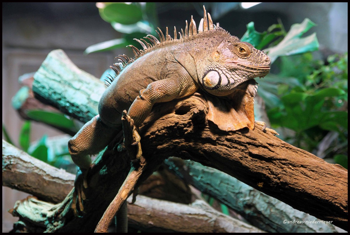  Bitte nicht stren! ...(Leguan am 26.4.2015 im Zoo Halle).