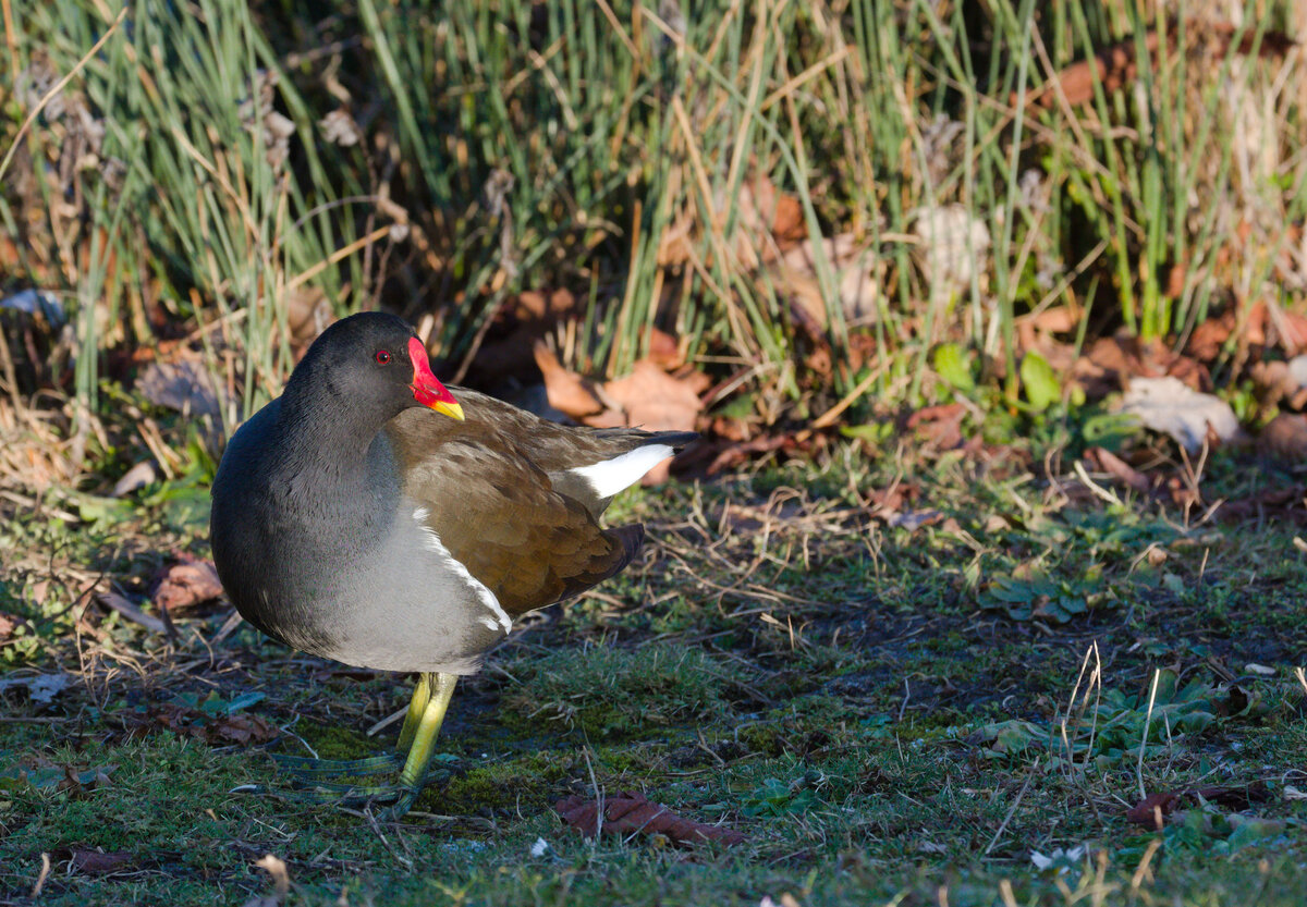 Blshuhn am 13.01.2022 im Inselsee im Stuttgarter Rosensteinpark. 