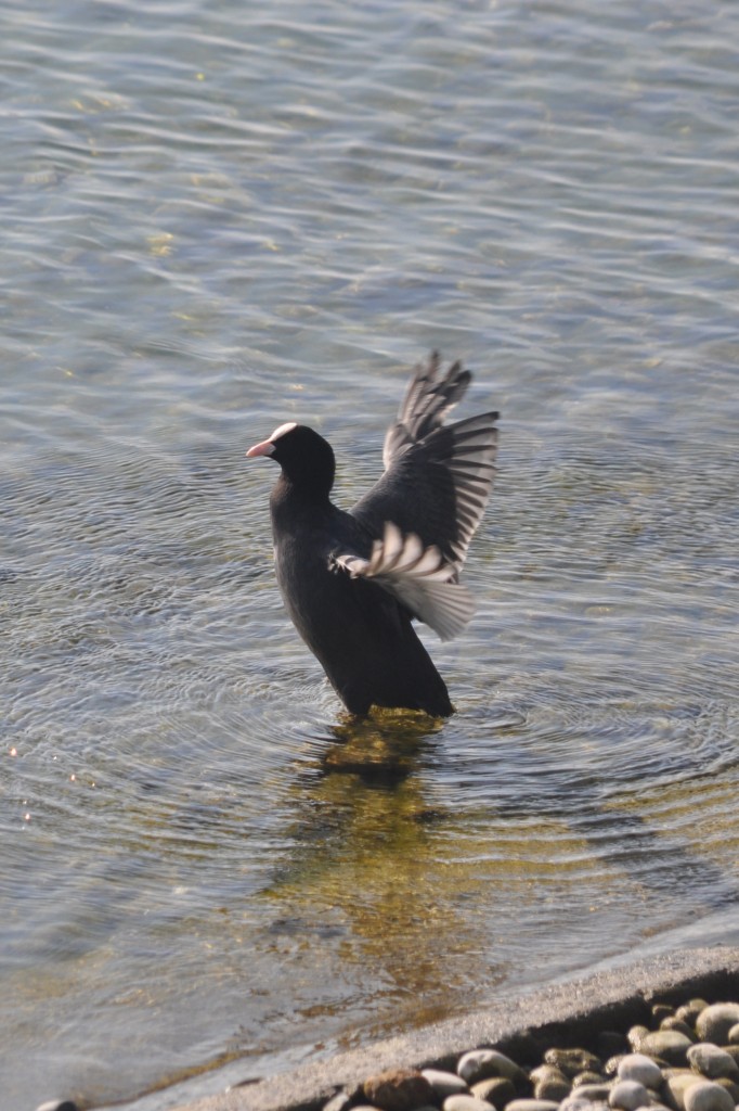 Blsshuhn am Bodensee beim Aufplustern (ALLENSBACH, Landkreis Konstanz/Deutschland, 02.10.2014)