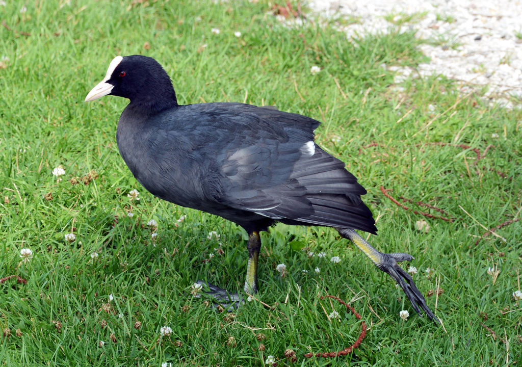 Blsshuhn am Mnchweiher beim Schloss Brhl - 26.07.2014