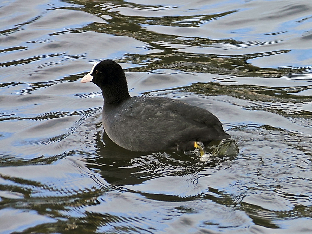 Blsshuhn auf der Alster in Hamburg am 24. Oktober 2016.