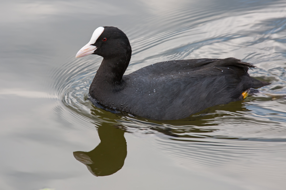 Blsshuhn auf dem Zierker See in Neustrelitz. - 22.04.2014
