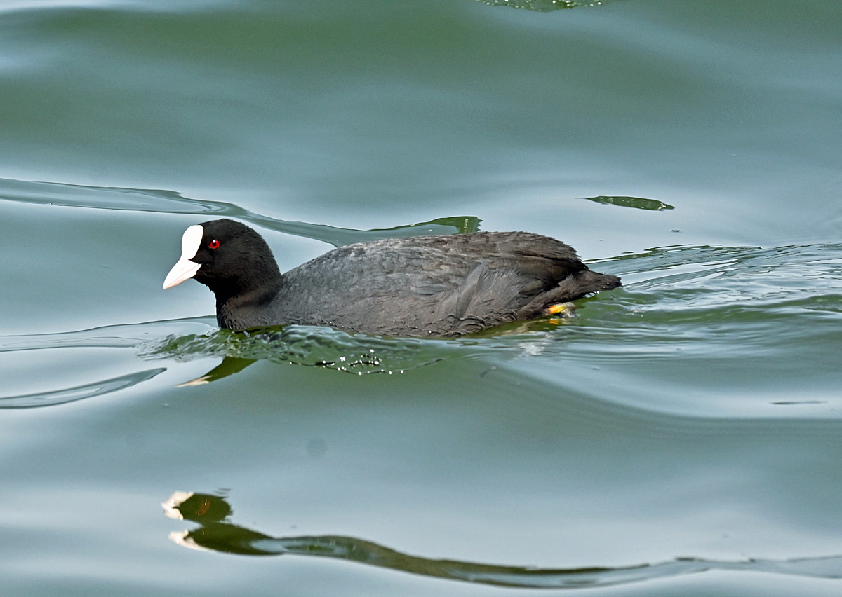 Blsshuhn auf dem Zlpicher See - 21.04.2021