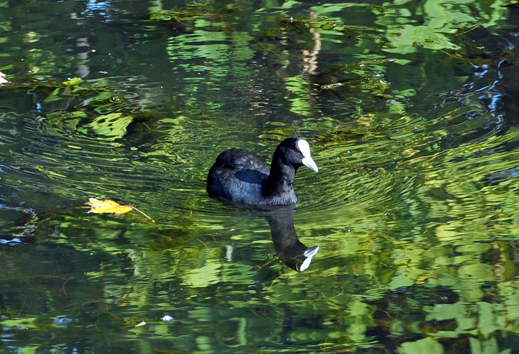 Blsshuhn in einem Teich am Schlo Augustusburg in Brhl - 07.10.2013