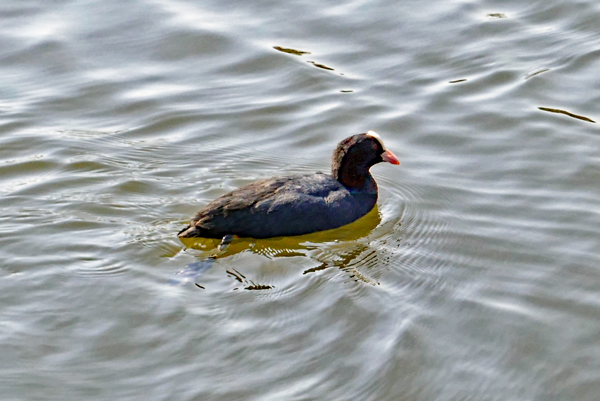 Blsshuhn in einem Teich am Schlo Augustusburg in Brhl - 28.03.2020