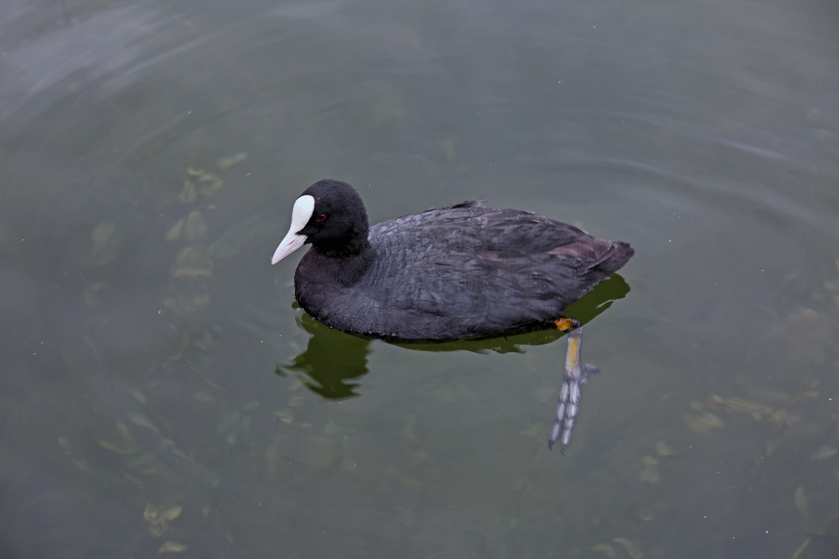 Blsshuhn im Hafen von Waren Mritz. - 11.07.2015