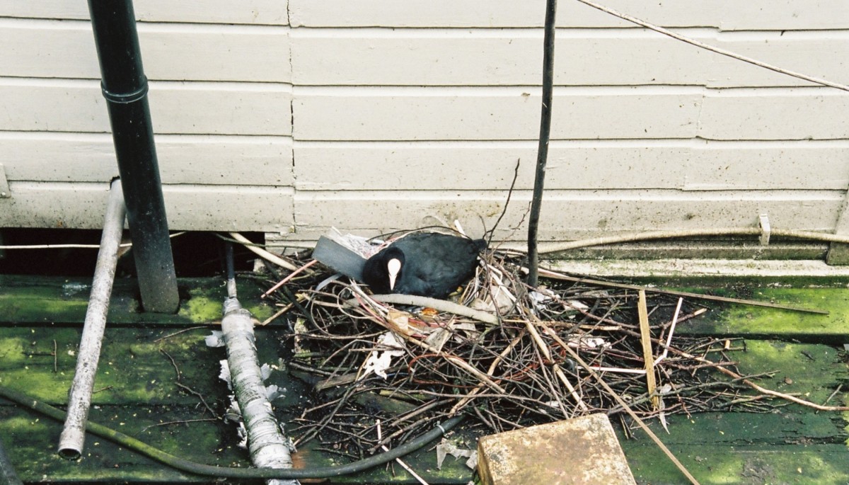 Blsshuhn mit Nest auf einem Hausboot (AMSTERDAM, Provinz Noord-Holland, 04.04.2000) -- Foto eingescannt