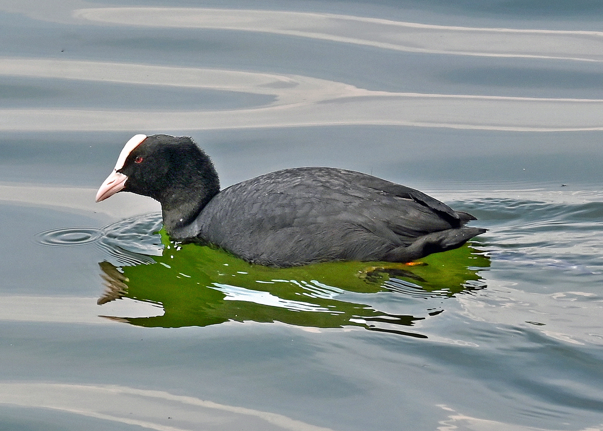 Blsshuhn im Zlpicher See - 17.05.2022