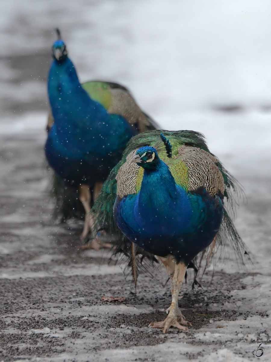 Blaue Pfauen im Zoo Dortmund. (Februar 2013) 