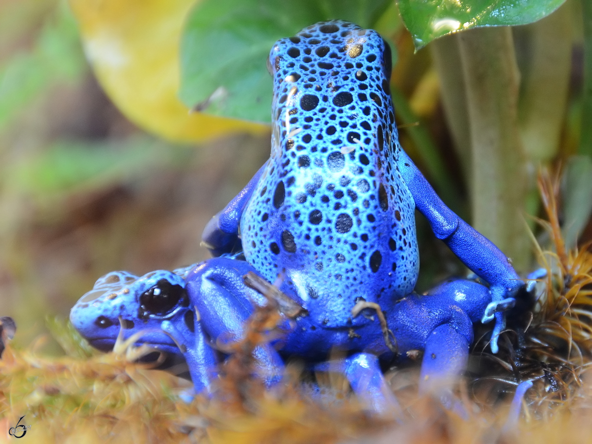 Blaue Pfeilgiftfrsche Mitte Mai 2011 im Terrazoo Rheinberg.