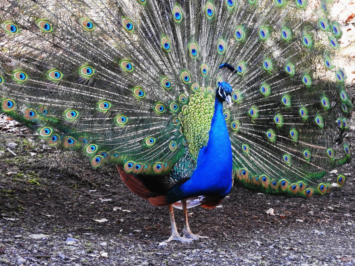 BLAUER PFAU(EDELFASAN)-100 AUGEN SEHEN DICH AN
Immer wieder faszinierend-ein radschlagender BLAUER PFAU ganz aus der Nhe,ursprnglich in INDIEN/SRI-LANKA
beheimatet....hier am 16.2.2019 im TIERPARK NIEDERFISCHBACH/SIEGERLAND....