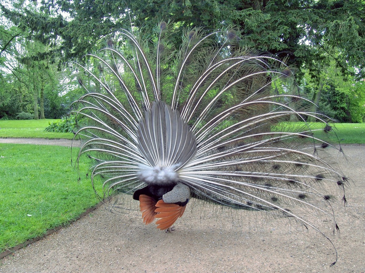 Blauer Pfauenhahn mit ausgebreiteter Federkrone im Schlosspark von Jever, Rckansicht (13. Mai 2014)