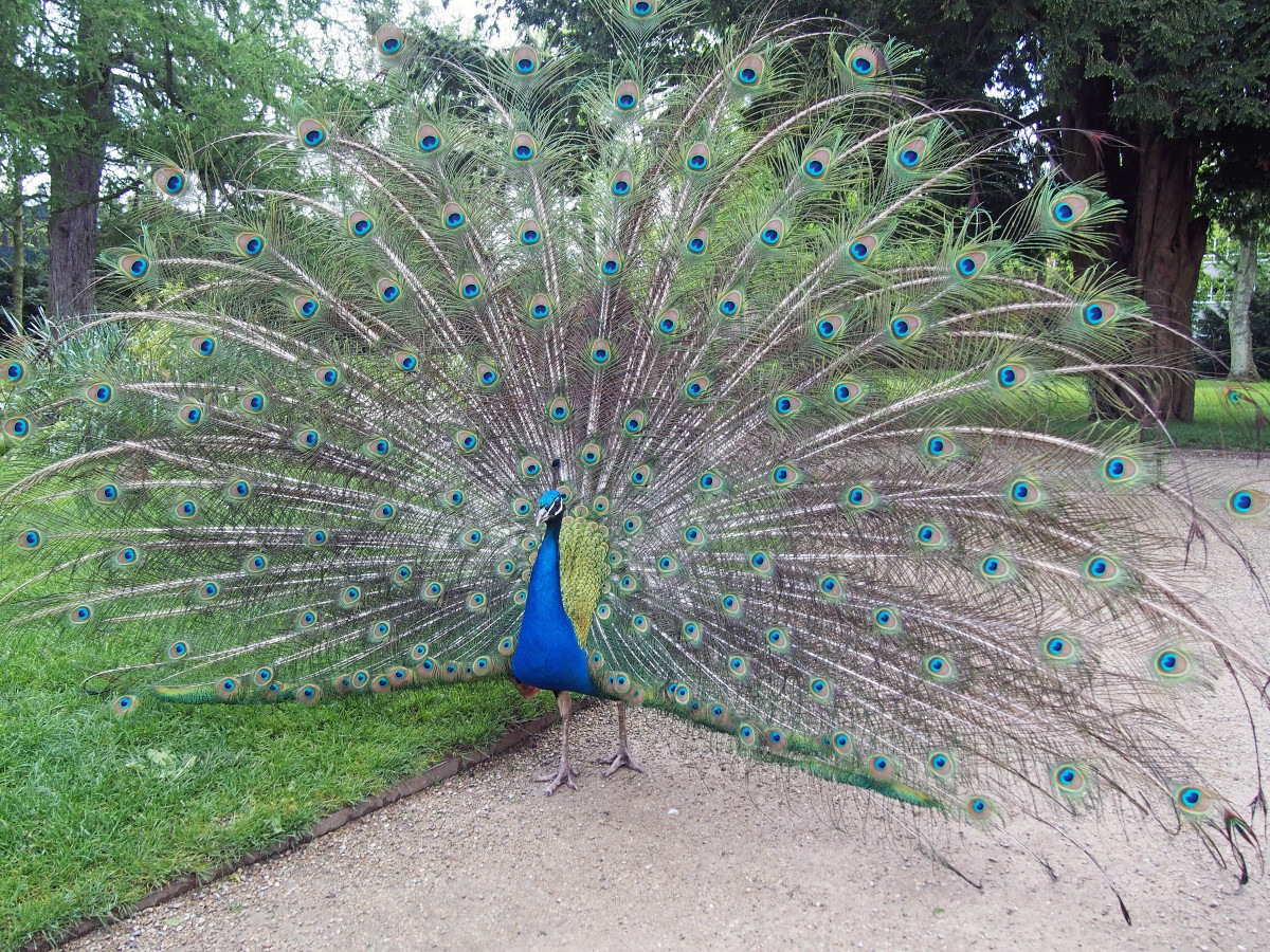 Blauer Pfauenhahn mit ausgebreiteter Federkrone im Schlosspark von Jever. (13. Mai 2014)