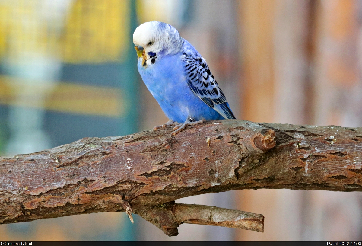 Blauer Wellensittich (Melopsittacus undulatus) im Zoo Aschersleben.

🕓 16.7.2022 | 14:03 Uhr